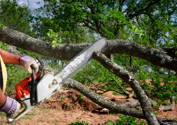 Reliable Tunica Resorts, MS Tree Service Solutions